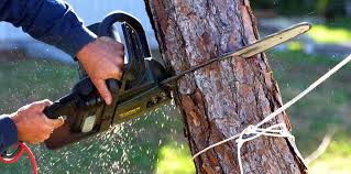 Professional Tree Removal in Bermuda Dunes, CA