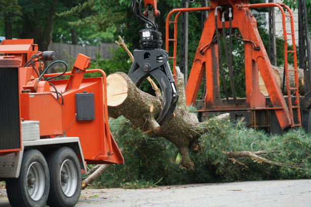 How Our Tree Care Process Works  in  Bermuda Dunes, CA